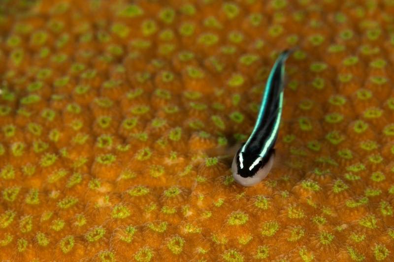 Neon goby on coral