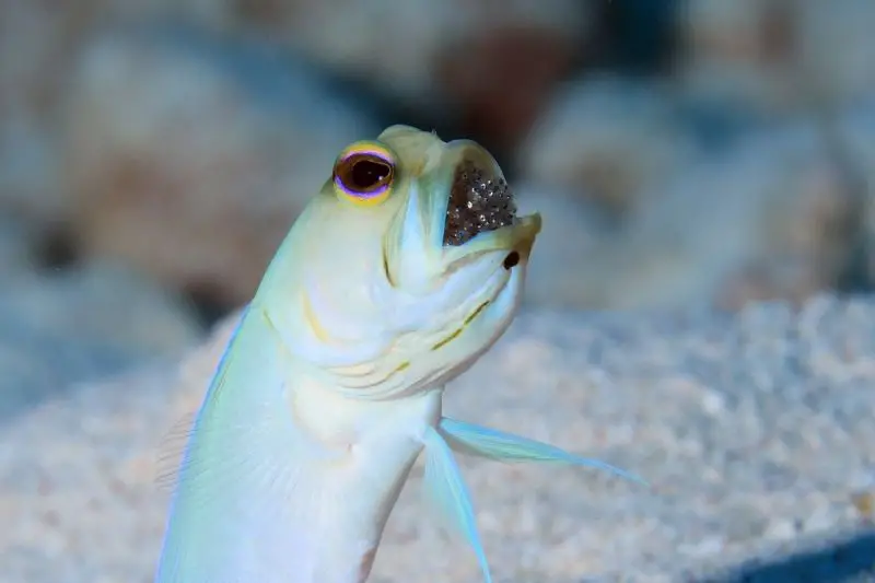 Yellow head jawfish