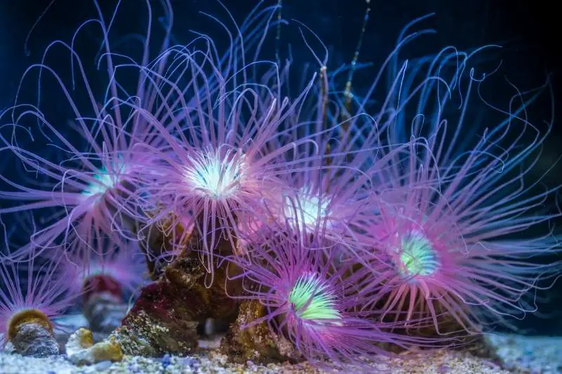 Tube anemones may sting clownfish