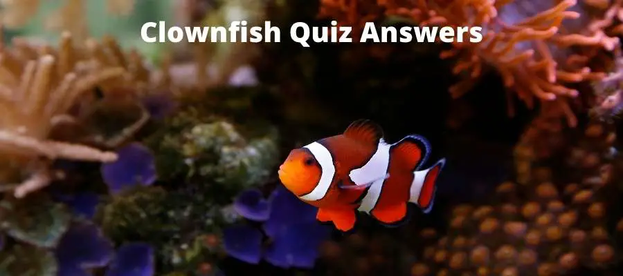 Clownfish quiz answers