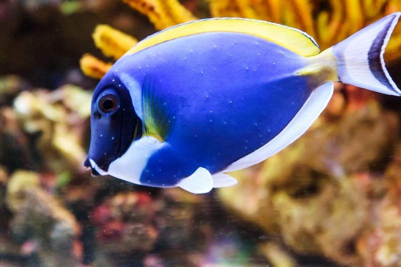 Powder blue tang with ich