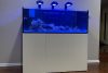What is needed for a saltwater fish tank?