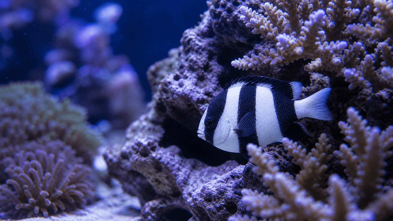 Custom image showing three-stripe-damselfish in acropora coral "territory"